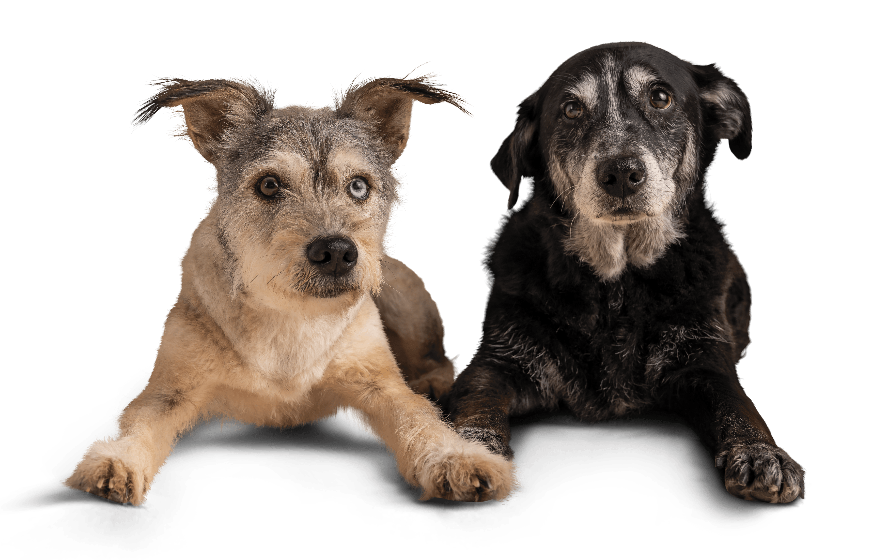 Sebastian and Ashlinn